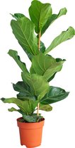 PLNTS - Ficus Lyrata (Vijg) - Kamerplant Vioolbladplant - Kweekpot 21 cm - Hoogte 110 cm