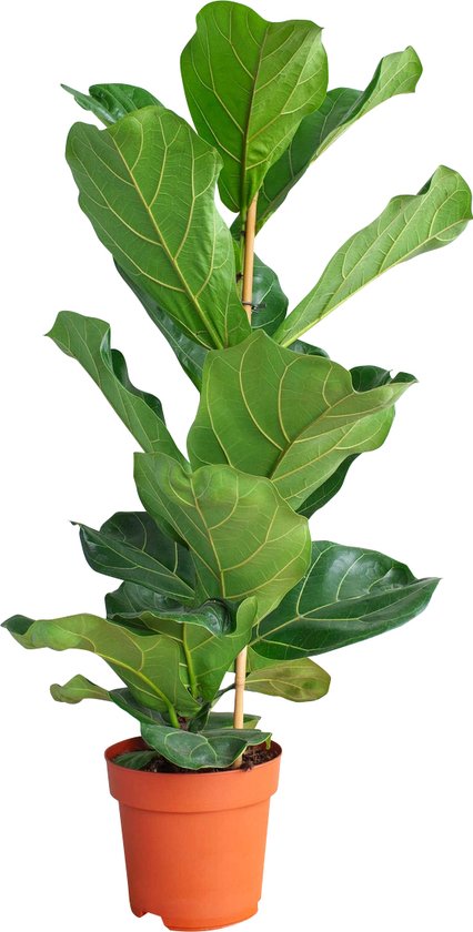 PLNTS - Ficus Lyrata (Vijg) - Kamerplant Vioolbladplant - Kweekpot 21 cm - Hoogte 110 cm
