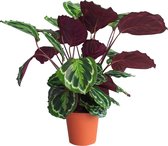 PLNTS - Calathea Medallion (Gebedsplant) - Kamerplant - Kweekpot 19 cm - Hoogte 60 cm
