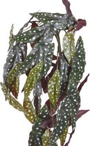 Begonia Maculata kunst hangplant 80cm