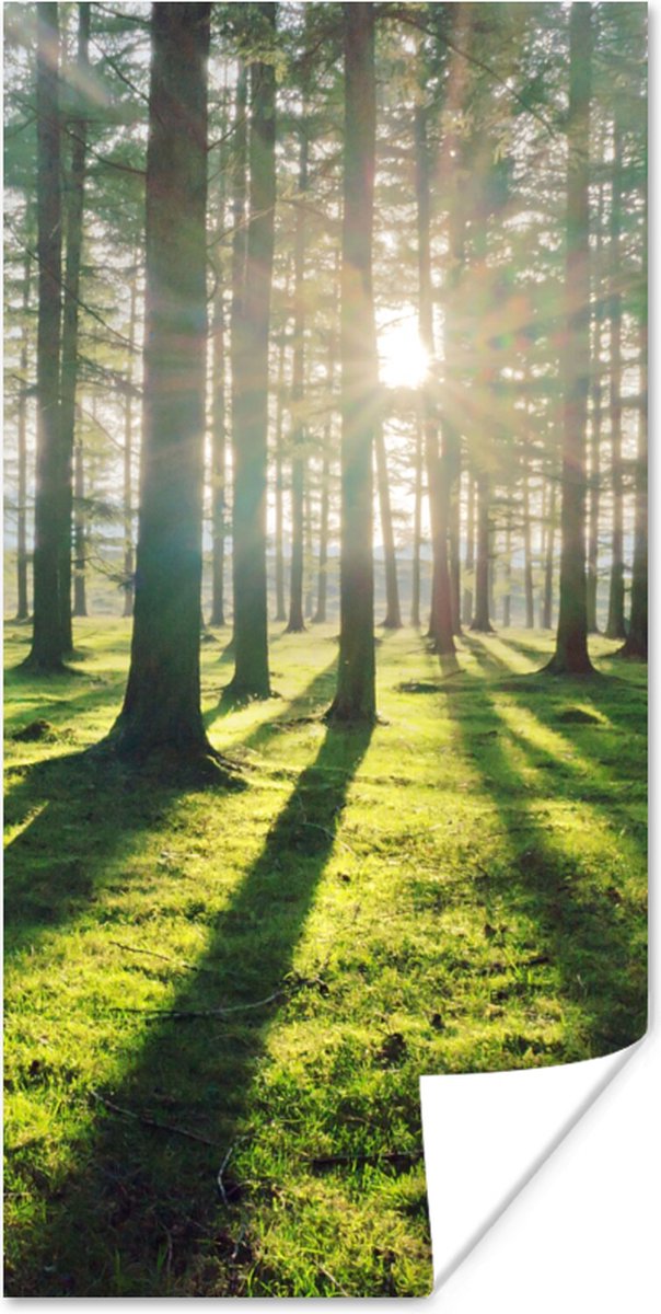 Poster Bomen - Natuur - Bos - 75x150 cm