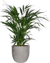 Areca Dypsis lutecens in Mica sierpot Jimmy (lichtgrijs) ↨ 60cm - hoge kwaliteit planten