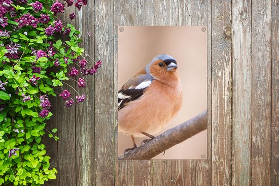 Poster de Jardin Vogel - Animaux - Pinson - 200x200 cm - Toile de jardin