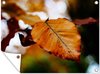 Affiche jardin d'automne - CM 4:3 4-4