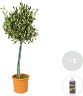 Olea Europaea incl. PlantGrow voeding –  Olijfboom op stam –  Boom –  Winterhard -   ⌀19 cm - 80-90 cm