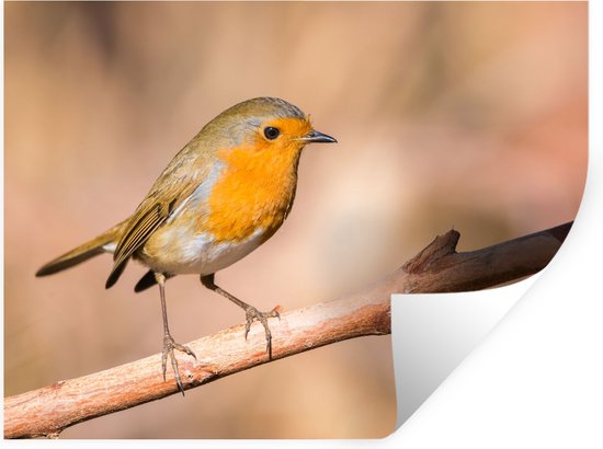Stickers muraux - Vogel - Branche - Rouge-gorge - 120x90 cm - Feuille adhésive