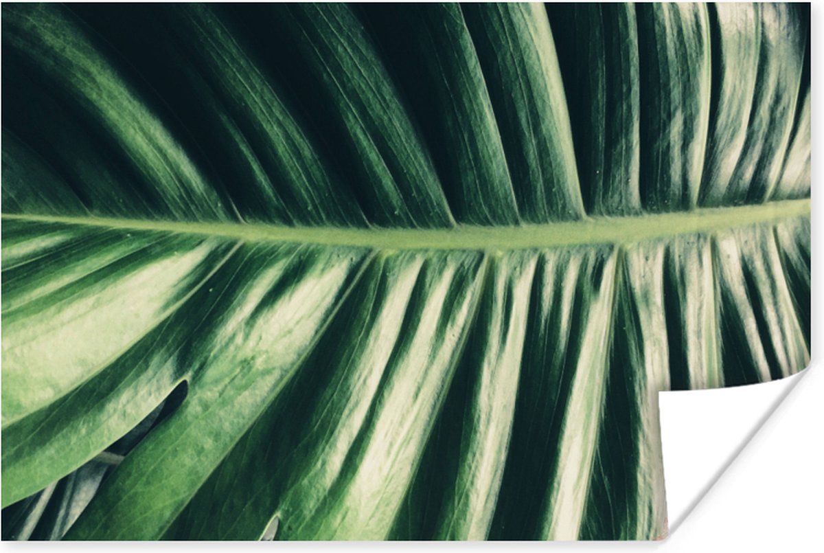 Poster Bladeren - Tropisch - Jungle - 30x20 cm