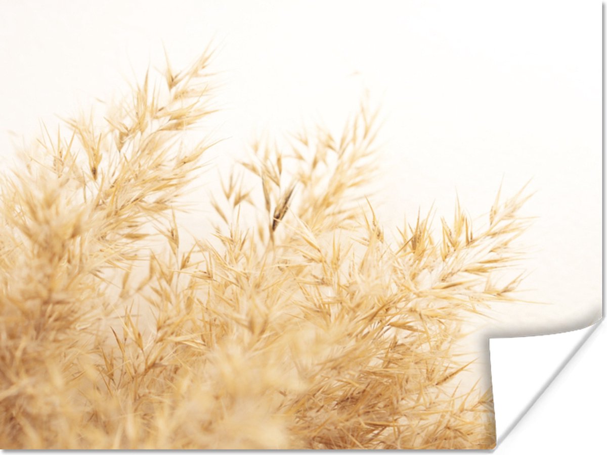 Poster Tarwe - Natuur - Zon - 80x60 cm