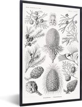 Fotolijst incl. Poster - Kamer decoratie aesthetic - Ernst Haeckel - Kunst - Vintage - Natuur - Posters zwart wit - Aesthetic room decor - 40x60 cm