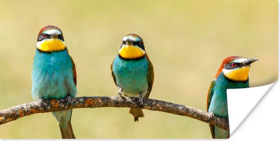 Affiche Vogels - Animaux - Guêpier - 120x60 cm