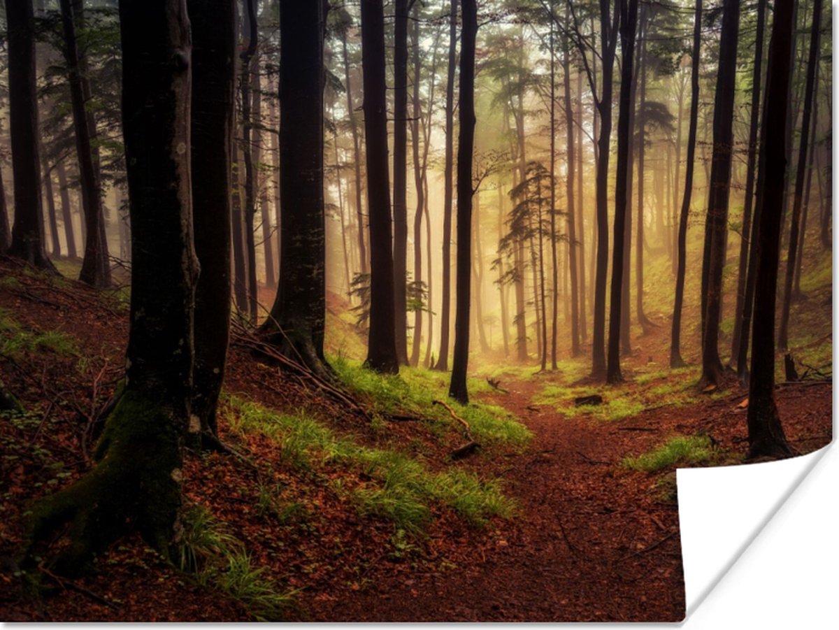 Poster Bomen - Natuur - Bos - 80x60 cm