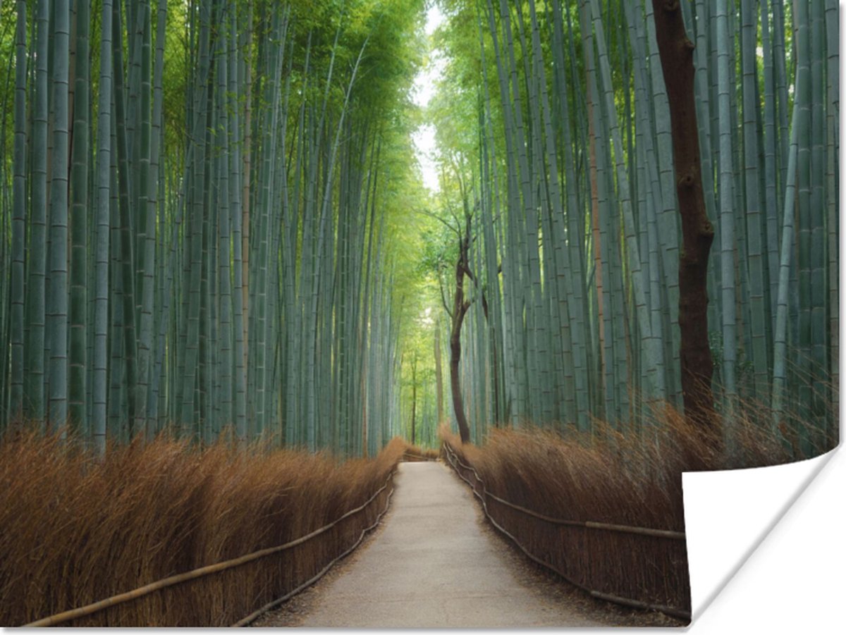 Poster Bamboe - Pad - Bos - 80x60 cm