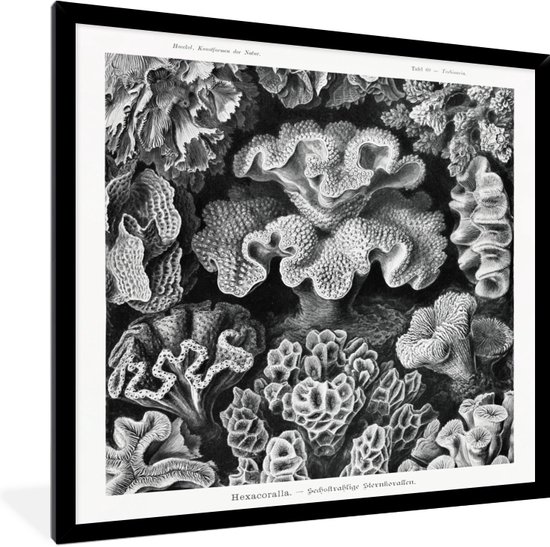 Fotolijst incl. Poster - Kamer decoratie aesthetic - Ernst Haeckel - Oude meesters - Koraal - Vintage - Natuur - Posters zwart wit - Posterlijst - 40x40 cm