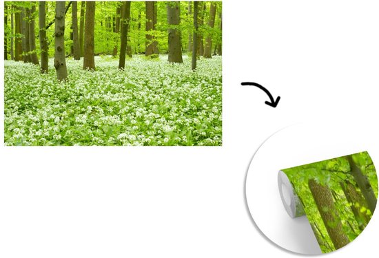 Papier peint photo vinyle - Fleurs Witte dans une forêt en fleurs du parc national du Hainich en Allemagne largeur 390 cm x hauteur 260 cm - Tirage photo sur papier peint (disponible en 7 tailles)