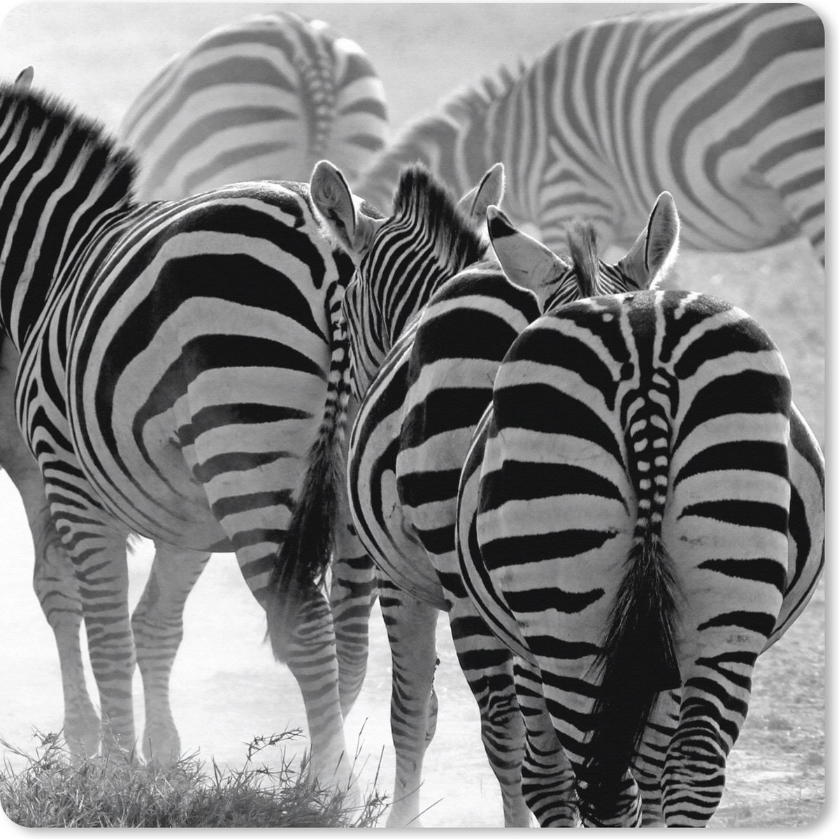 Muismat XXL - Bureau onderlegger - Bureau mat - Lopende zebra's - 80x80 cm - XXL muismat