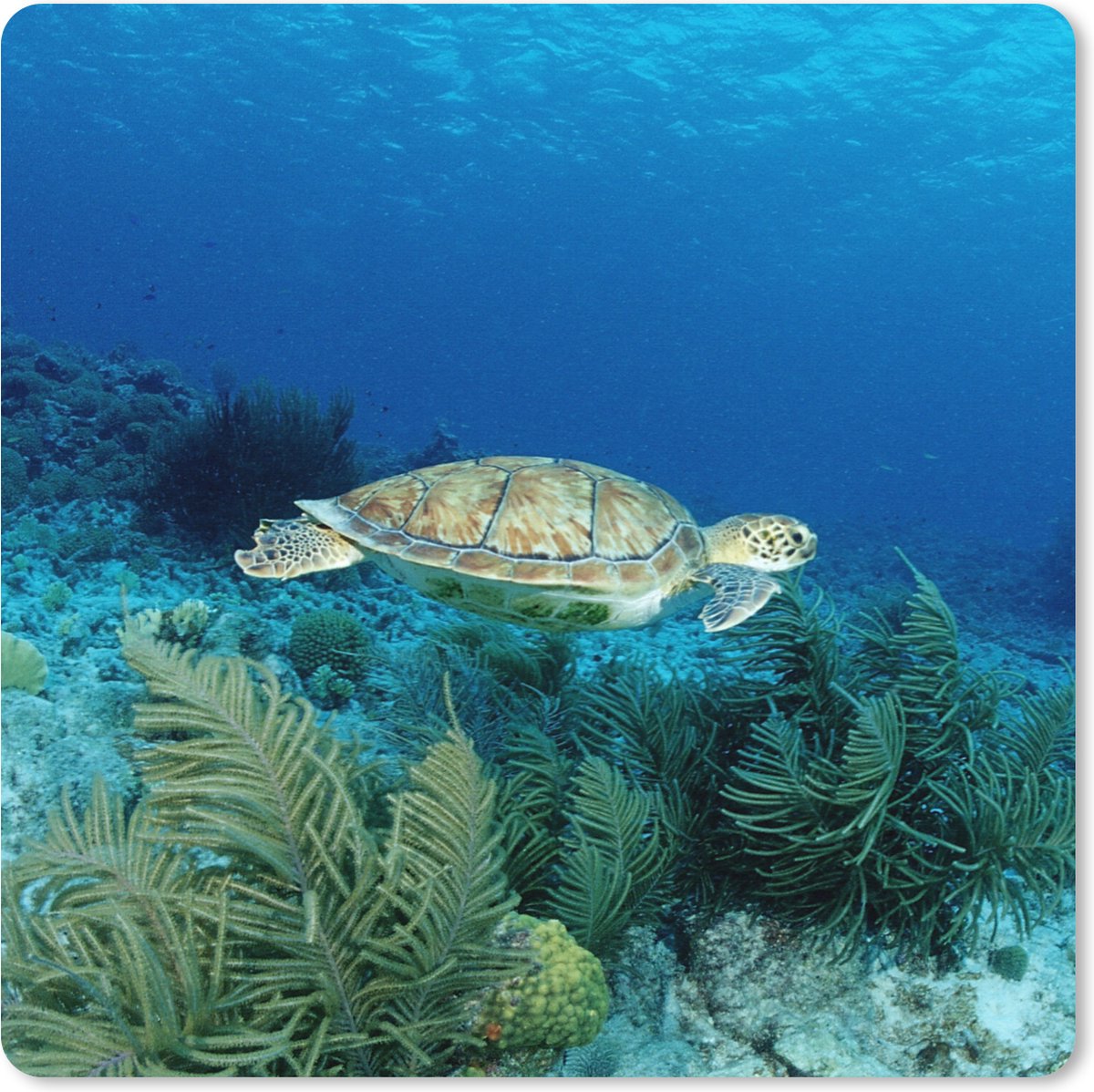Muismat XXL 50x50 cm - Bureau onderlegger - Bureau mat Groene zeeschildpad op Bonaire - Bureaumat - Gaming mousepad xl - Bureaulegger groot - Computer deskmat