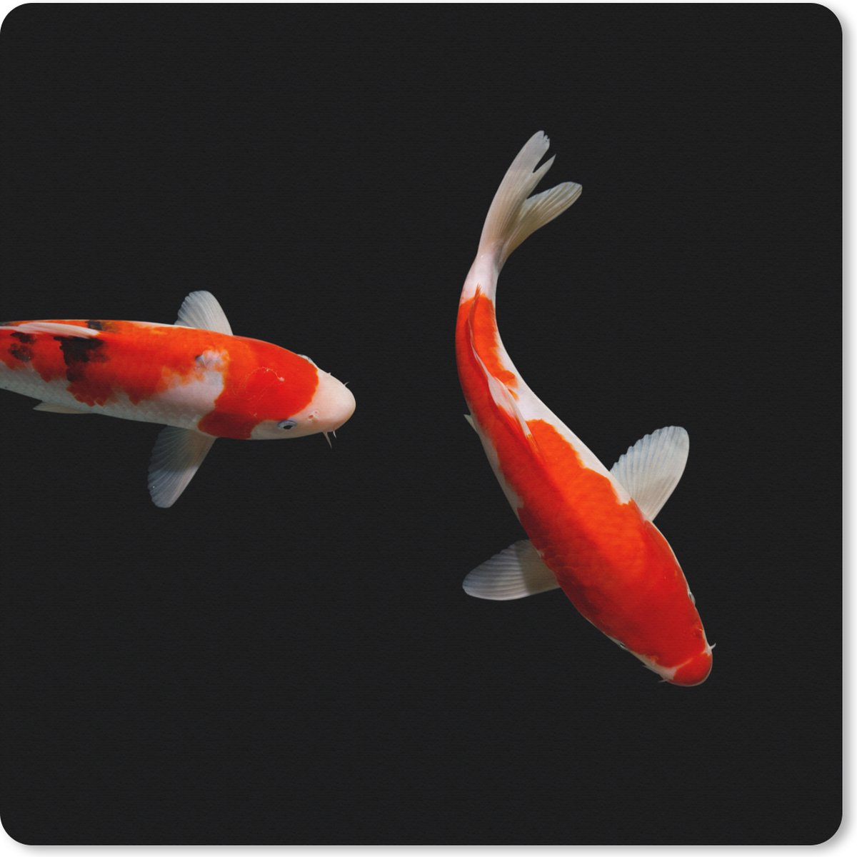 Muismat XXL 60x60 cm - Bureau onderlegger - Bureau mat Twee kleurrijke koi karpers bij een zwarte achtergrond - Bureaumat - Gaming mousepad xl - Bureaulegger groot - Computer deskmat