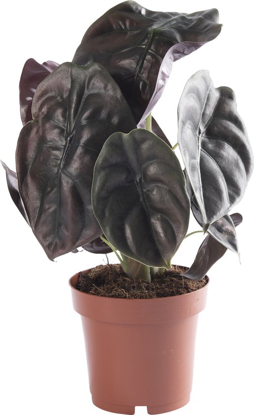 Olifantsoor Klein (Alocasia Zebrina) kopen