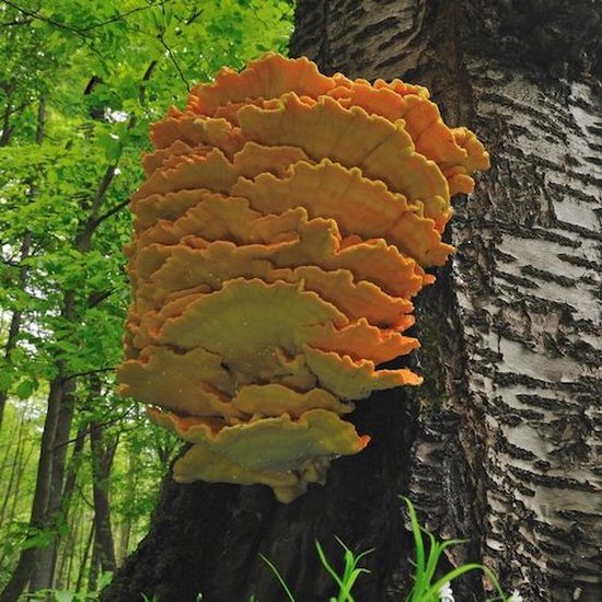 ToshiFarm Houtpluggen voor Zwavelzwam - 50 stuks - Zwavelzwam kweken - Chicken of the Woods - Laetiporus Sulphureus