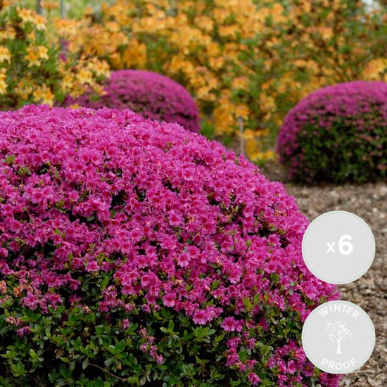 6x Azalea japonica Starstyle Lila Rhododendron Heester Winterhard