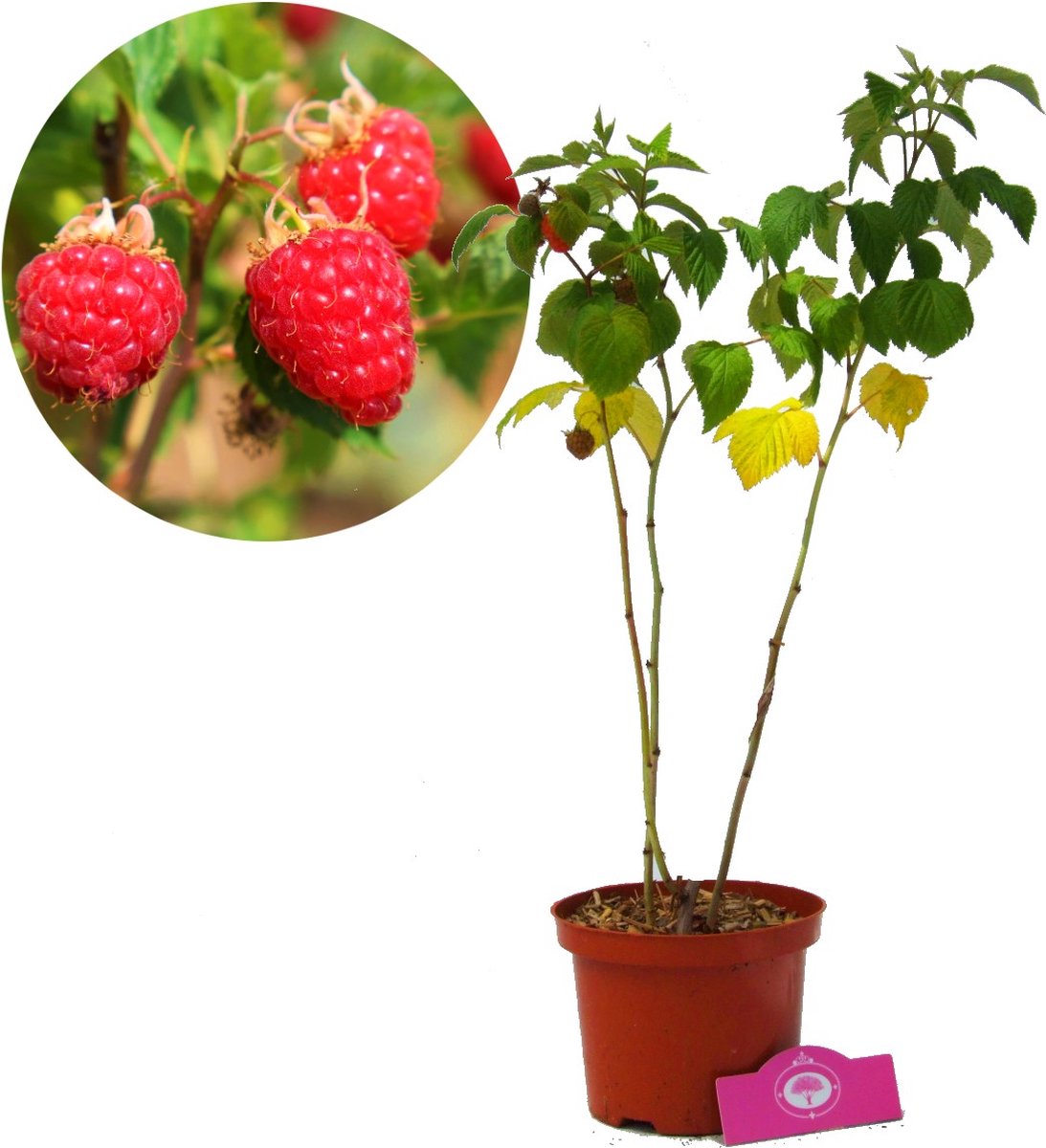 Framboise fraise - Rubus illecebrosus