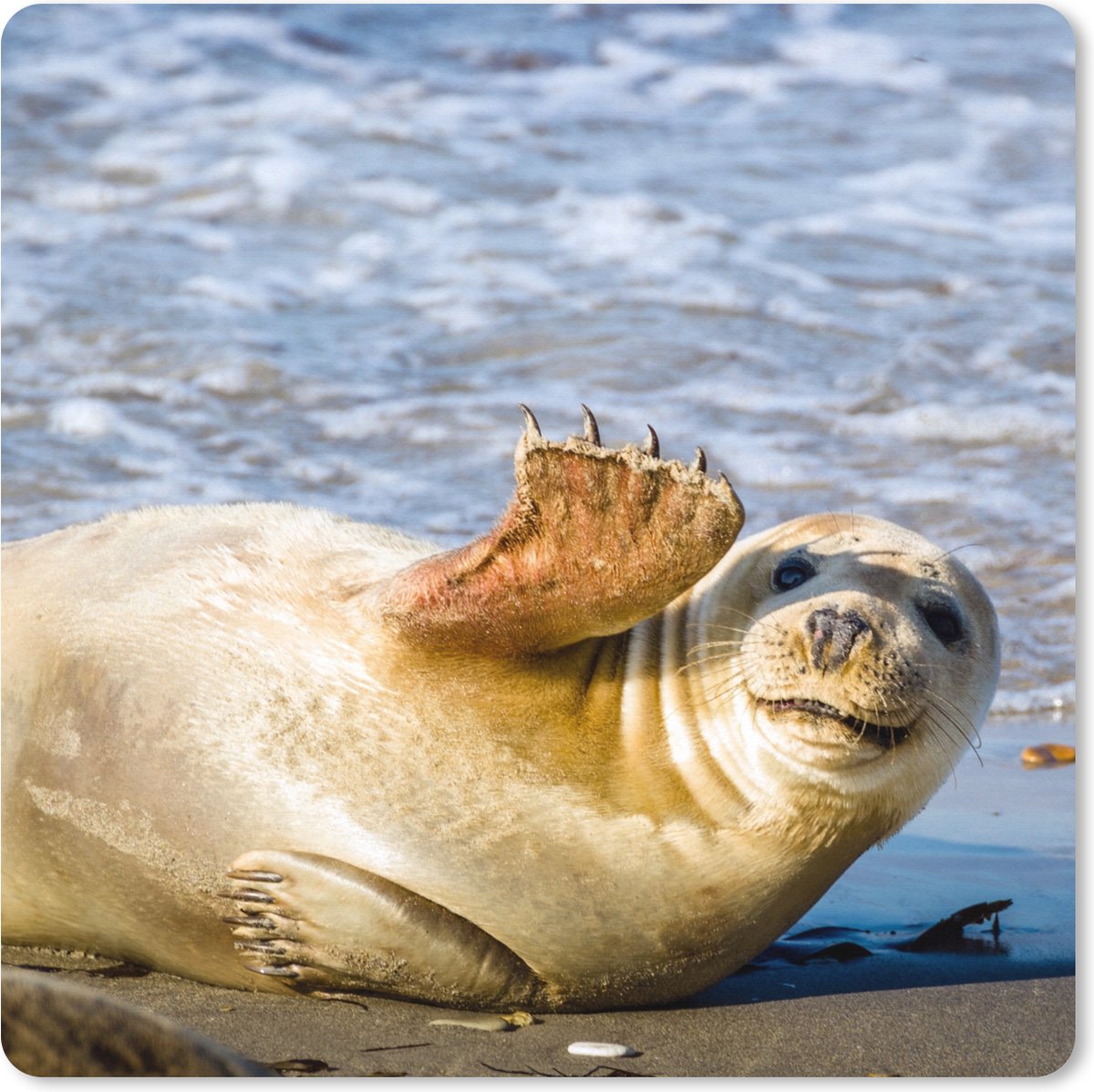 Muismat XXL 40x40 cm - Bureau onderlegger - Bureau mat Zeehond - Grappig - Zwaaien - Kinderen - Jongens - Meisjes - Kindje - Bureaumat - Gaming mousepad xl - Bureaulegger groot - Computer deskmat