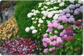Muismat XXL - Bureau onderlegger - Bureau mat - Levendige hortensia bloemen - 120x80 cm - XXL muismat