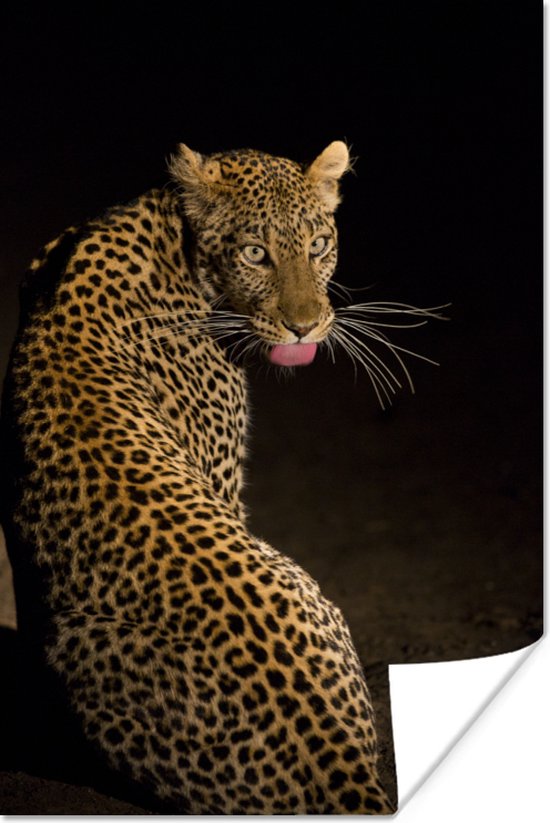 Luipaard steekt zijn tong uit tegen een donkere achtergrond Poster 80x120 cm - Foto print op Poster (wanddecoratie woonkamer / slaapkamer) / Wilde dieren Poster