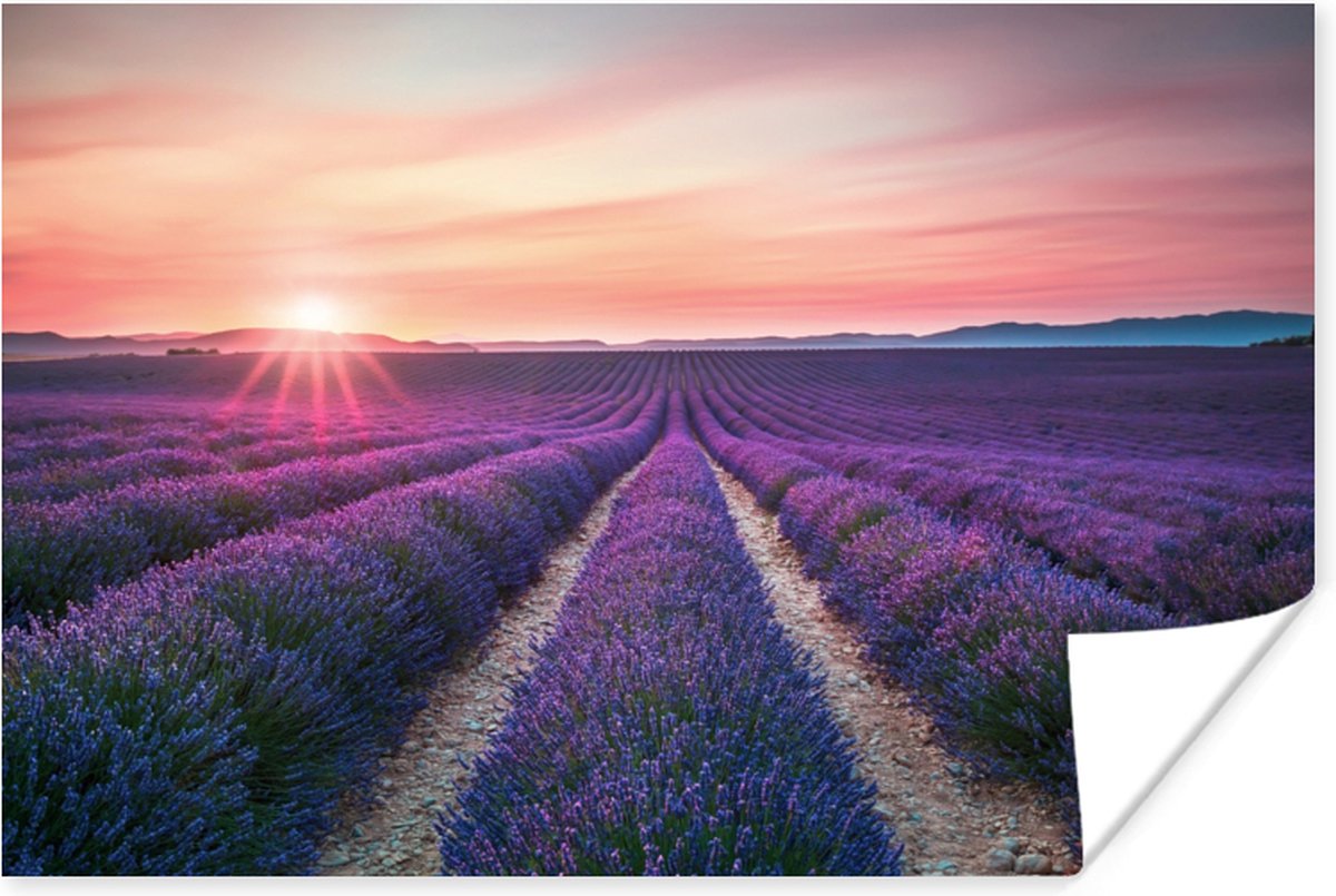 Poster Lavendel - Paars - Bloemen - 90x60 cm