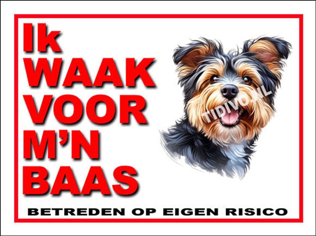 Australian Terrier 9