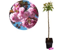 Prunus serrulata 'Kanzan', Japanse sierkers, Hoogte 100cm, 5 liter pot