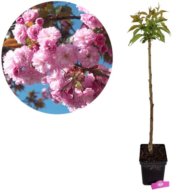 Prunus serrulata 'Kanzan', Japanse sierkers, Hoogte 100cm, 5 liter pot