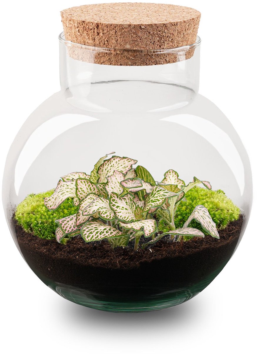 Noah - DIY Terrarium Online | Florazo