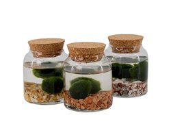 Moerings Melkbus Met 2 Bollen Chladophlora 8 Centimeter
