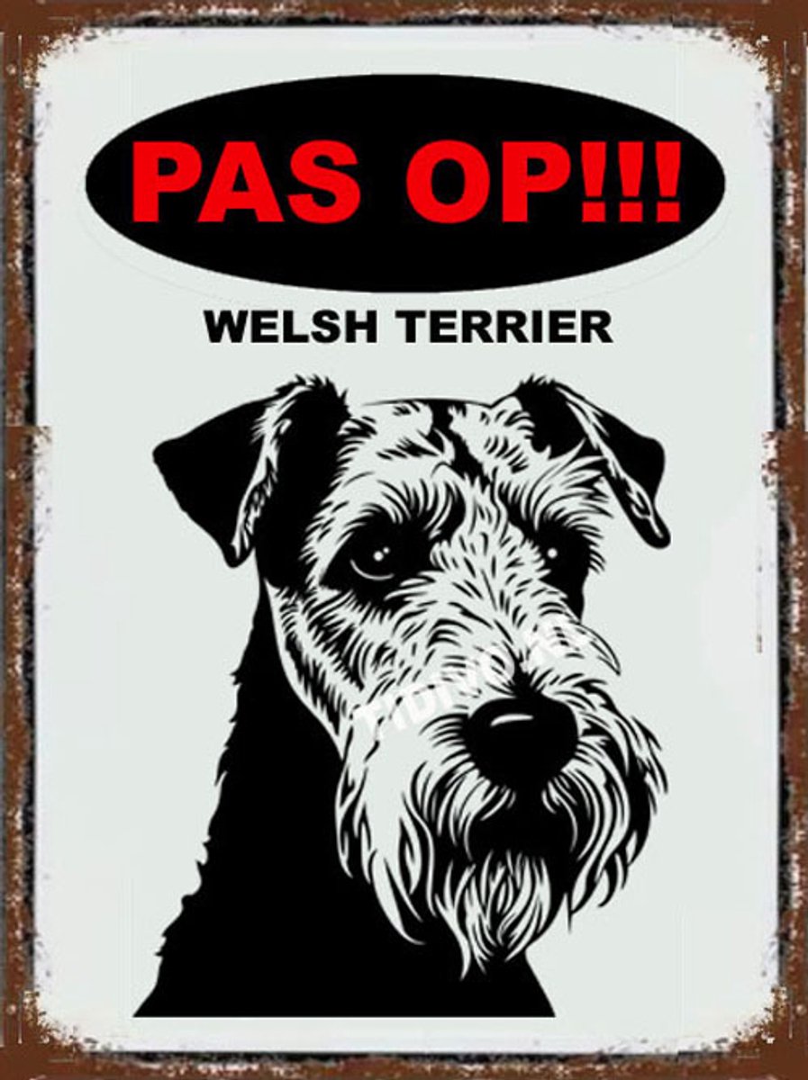 Welsh Terrier 17