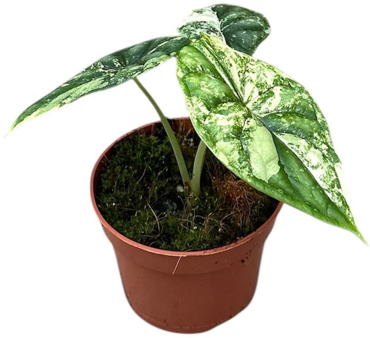 Alocasia Dragon Skill Variegata Kamerplant Potmaat Ø10,5 cm |Vers Van De Kweker