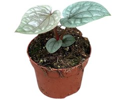 Anthurium Luxurians Kamerplant Potmaat Ø10,5 cm |Vers Van De Kweker
