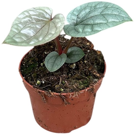 Anthurium Luxurians Kamerplant Potmaat Ø10,5 cm |Vers Van De Kweker