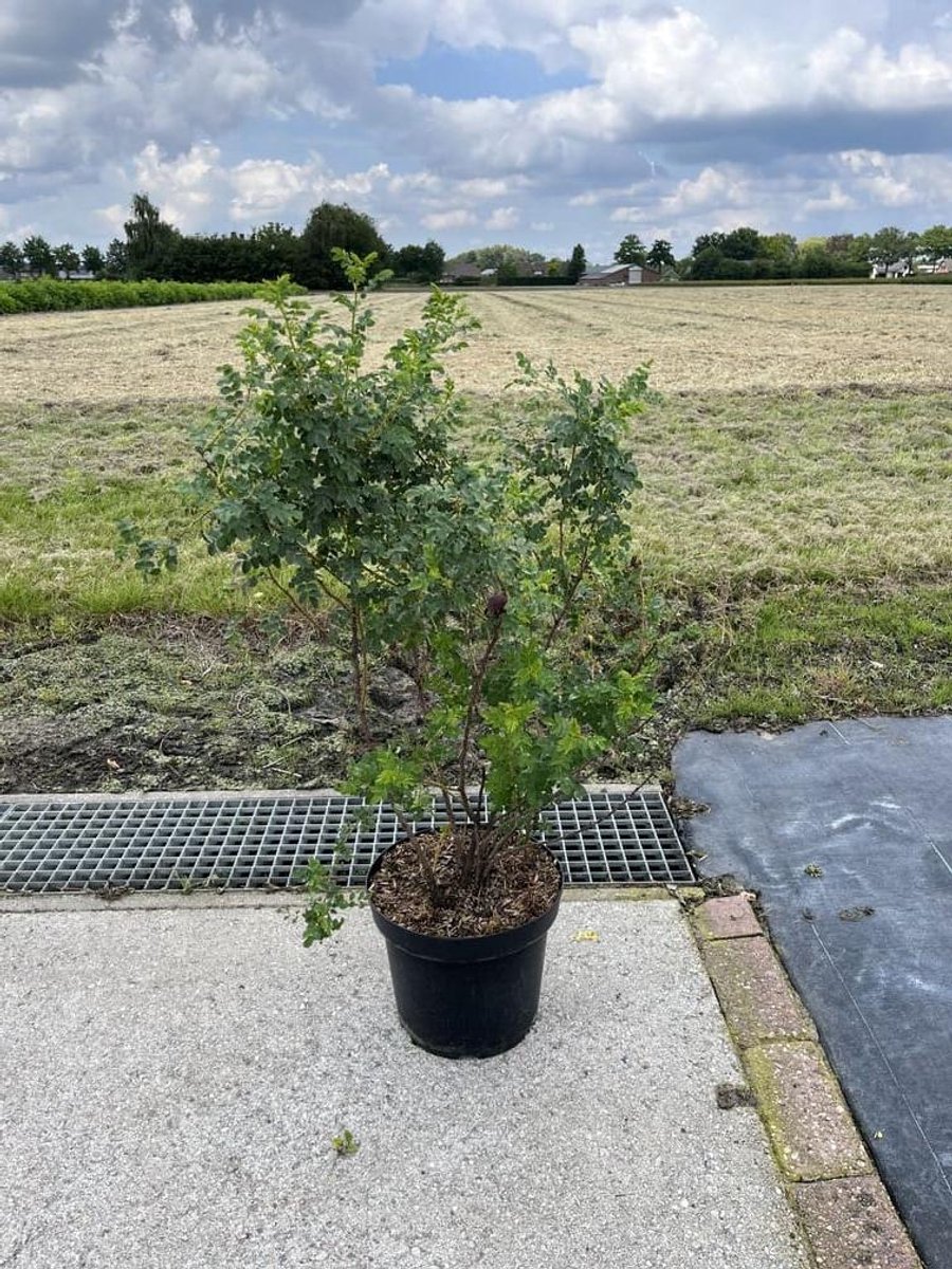 Duinroos 40-60 cm (in pot) - - Ø26 cm - - -
