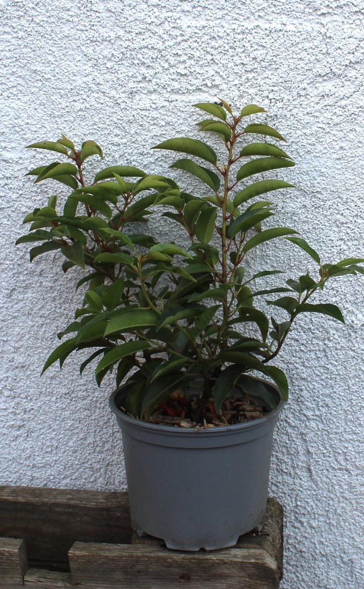 2 stuks ofwel 1 lopende meter Portugese Laurier - Prunus lusitanica 'Angustifolia' - Wintergroene haagplant - C2 liter pot met hoogte 30-40cm