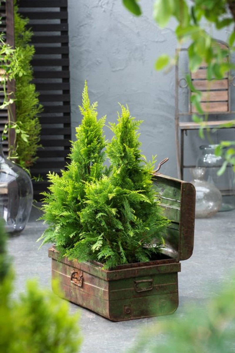 Arbustes de haie - Un ensemble 1 - Chamaecyparis lawsoniana 'Stardust' - (3L) 40-50 cm