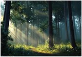 WALLARENA - Fotobehang - 350x250 cm - 3D natuur met zon en bomen voor slaapkamer en salon