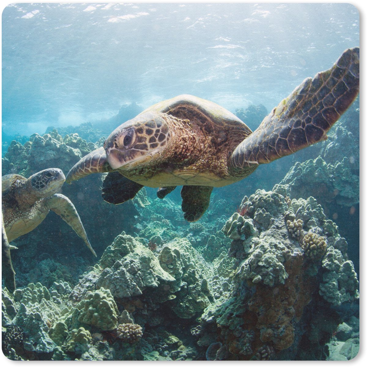 Muismat 30x30 cm - Mousepad Twee zeeschildpadden - Muismatten