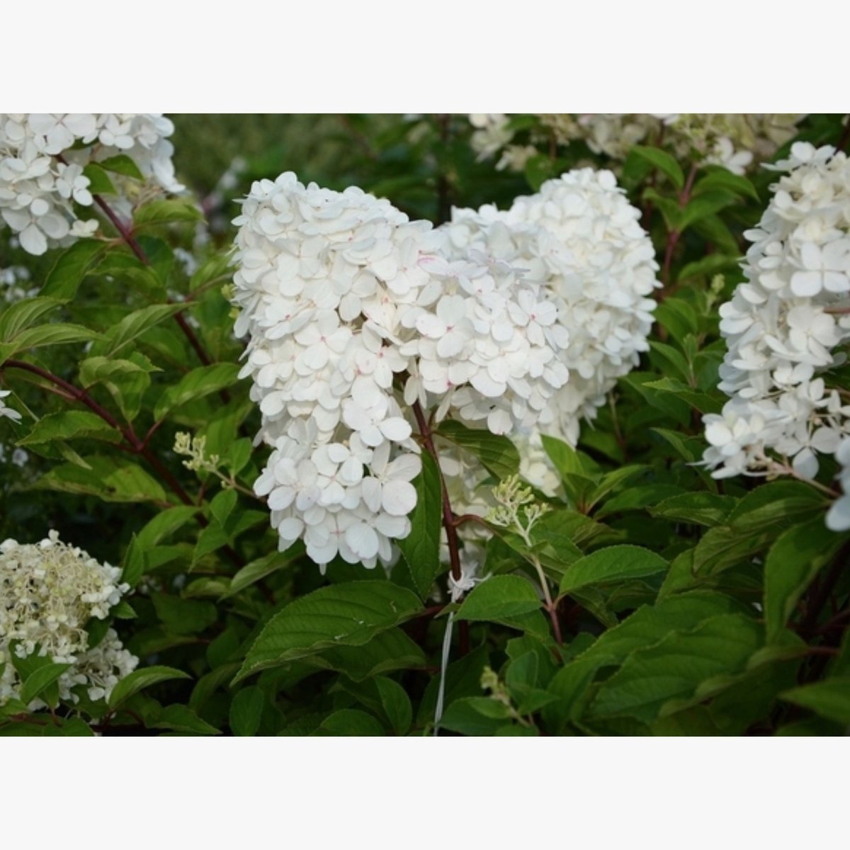 Pluimhortensia (Hydrangea paniculata) - Hortensia Grandiflora - Vaste planten - Bijen-Vlinders - Snijbloemen - Zomerbollen