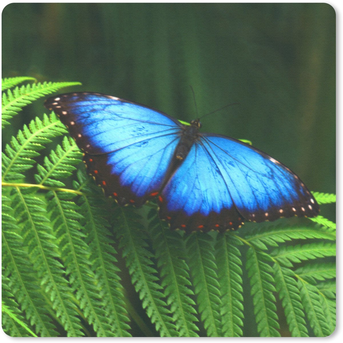 Muismat 20x20 cm - Mousepad Morpho vlinder - Muismatten