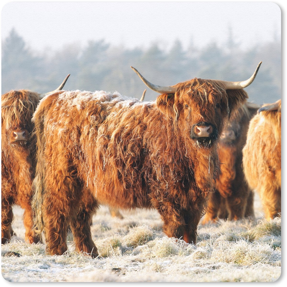 Muismat 30x30 cm - Mousepad Schotse Hooglanders - Sneeuw - Bos - Muismatten