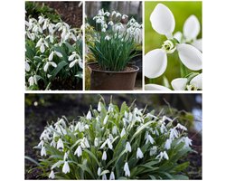 Sneeuwklokjes Bloembollen Winterhard - Galanthus - Voor in de tuin - 50 stuks - Wit - Bloem bollen - Meerjarig Mix