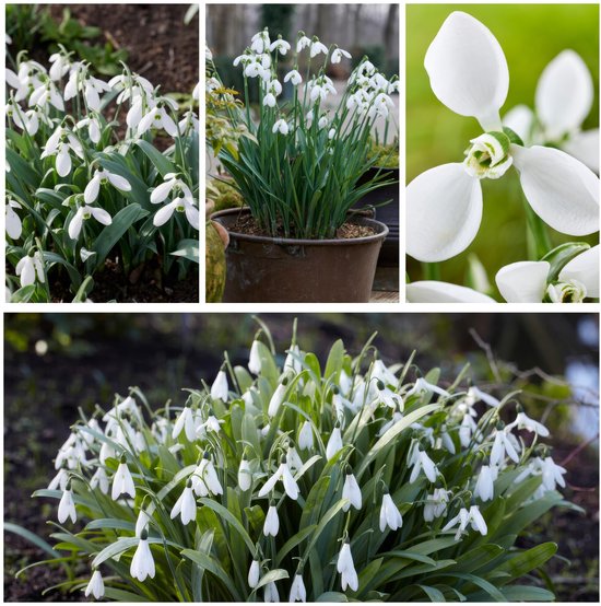 Sneeuwklokjes Bloembollen Winterhard - Galanthus - Voor in de tuin - 50 stuks - Wit - Bloem bollen - Meerjarig Mix