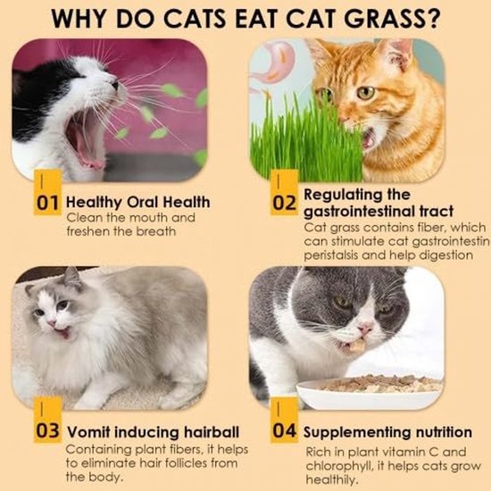 Pet-Buffet grass avis 6x gras kweken voor je vogel | bol Pet-Buffet grass avis 6x gras kweken voor je vogel | bol
