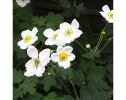 Herfstanemoon (Anemone hybrida) - Honorine Jobert - Vaste planten - Bijen-Vlinders - Snijbloemen - Bodembedekkers - Zomerbollen - Voorjaarsbollen